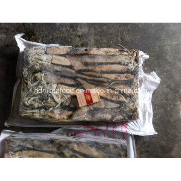 Frozen Whole Round Illex Squid